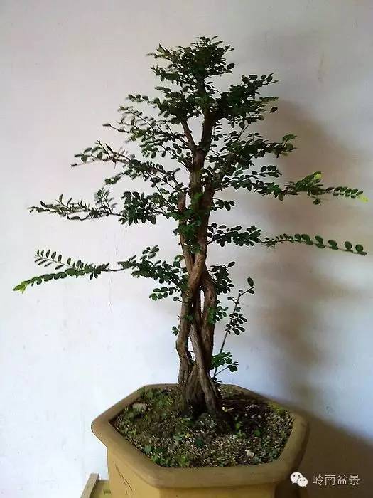 新手盆景入门视频,新手入手什么盆景