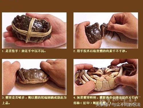 公螃蟹或者母螃蟹要怎么挑选,怎么挑公螃蟹和母螃蟹