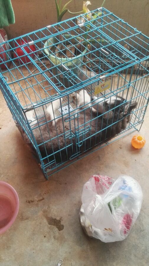 男孩在玩游戏时突然暴怒,男孩玩游戏大喊大叫家人没法睡觉