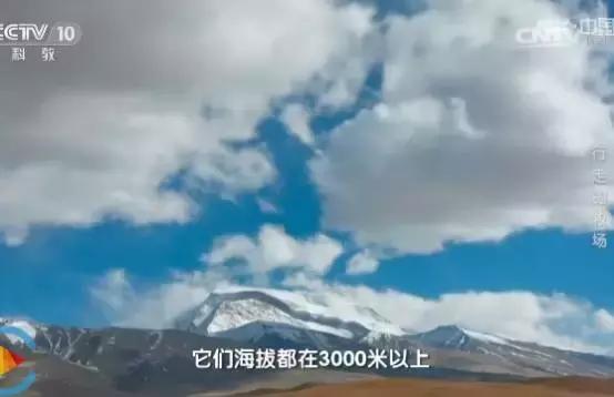 别再让孩子看《熊×》《×羊》了！看看CCTV-10吧