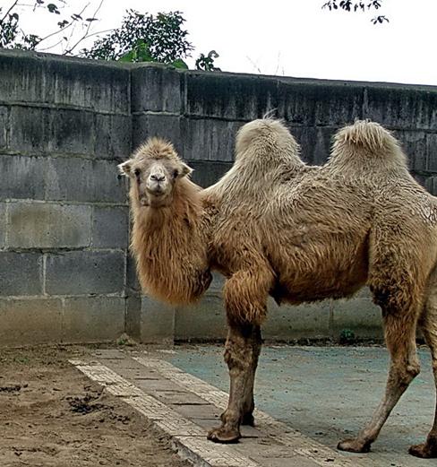 湘潭和平公园动物园星期天开放吗,湘潭市动物园的近况
