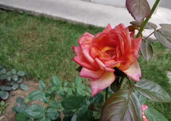 红米Note4遭cool1dual秒杀，千元真双摄才是王道