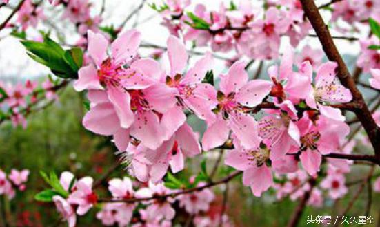 三大生肖的婚姻与命运,命中有三个婚姻的生肖