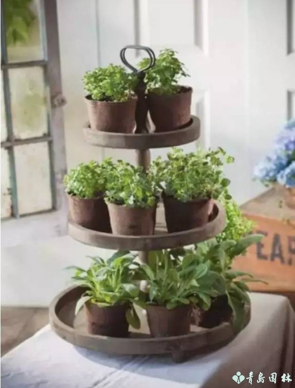 香草怎样种植才能发芽,盆栽最好种的香草植物