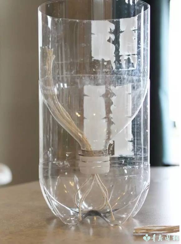 香草怎样种植才能发芽,盆栽最好种的香草植物