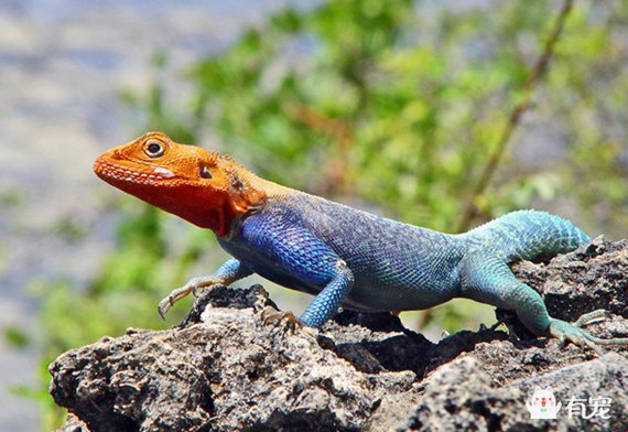印度蜥蜴有毒吗,小蜥蜴宠物有毒吗