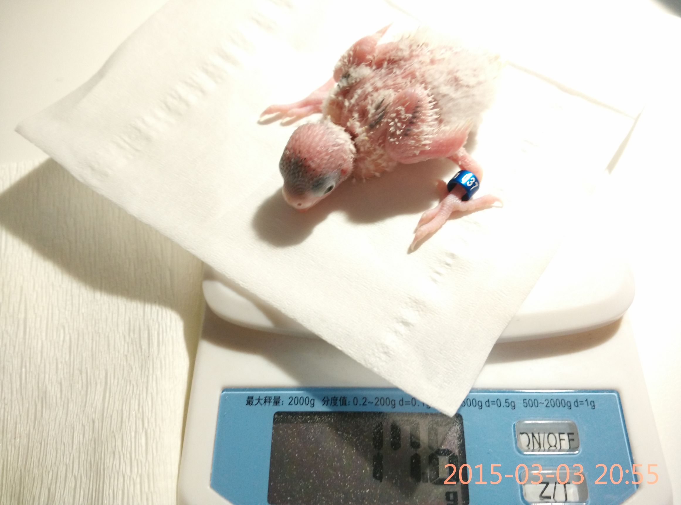 哈根笼子设计,鹦鹉笼设计图