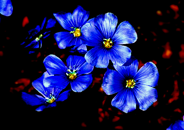 118朵花这个数字有什么寓意,118种花的花语合集图片