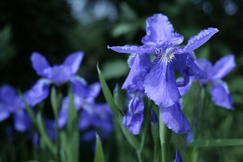 118朵花这个数字有什么寓意,118种花的花语合集图片