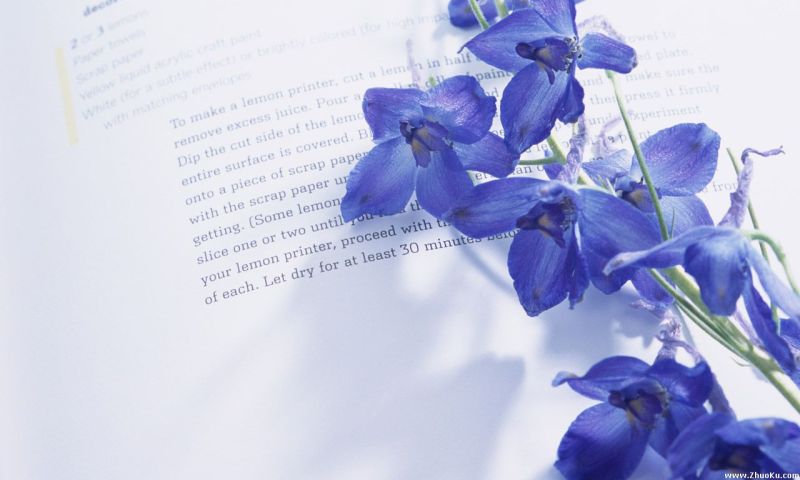 118朵花这个数字有什么寓意,118种花的花语合集图片