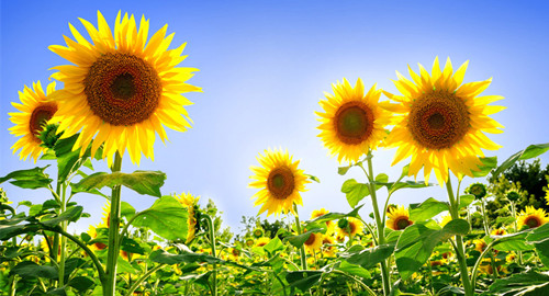 埋怨校长？跟语文特级教师一起走进“六有”的理想