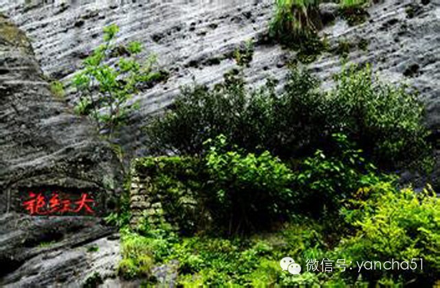 为何说大红袍是“乞丐的外表，皇帝的身价，菩萨的心肠”？