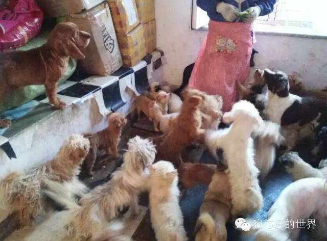 他们是最可爱的人文章700字 (他们是最可爱的人英语)