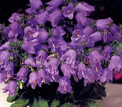 118朵花这个数字有什么寓意,118种花的花语合集图片