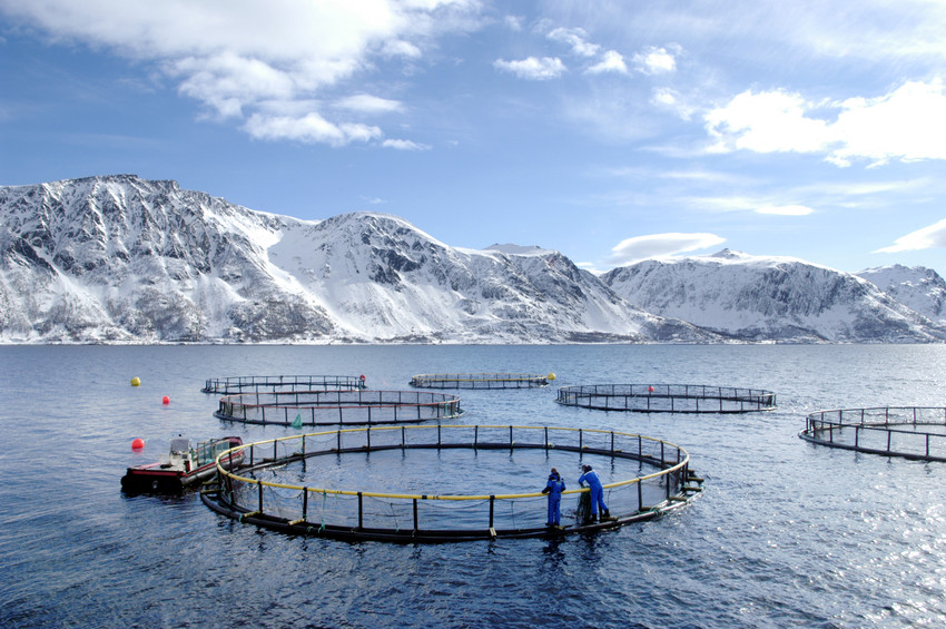 三文鱼总养殖量,全球各三文鱼产量