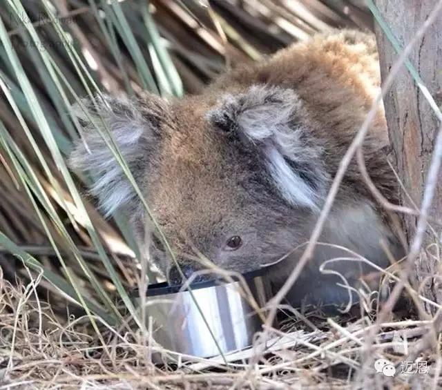 袋鼠和考拉在加拿大还是澳大利亚,袋鼠和考拉是什么关系
