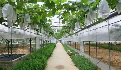 南方葡萄盆栽栽培技术,南方早熟葡萄新品种