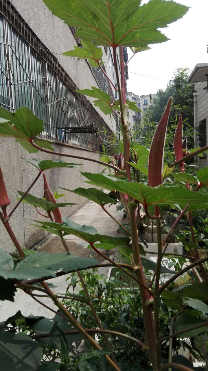 糖尿病人能够吃的蔬菜都有哪些呢,糖尿病患者能够吃什么蔬菜和水果