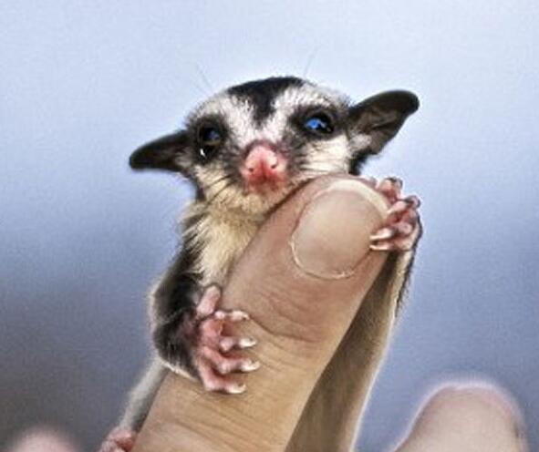 养在指尖的小萌物，哪一只会想让你抱回家？