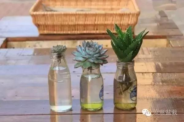 刚买回来的水培多肉怎么养,水培多肉和湿培多肉哪种好