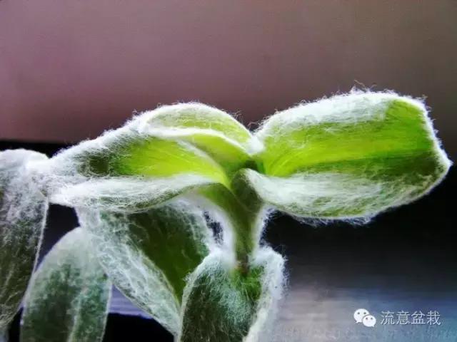 刚买回来的水培多肉怎么养,水培多肉和湿培多肉哪种好