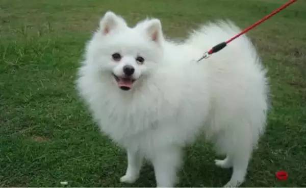 各种狗的身价排行榜,宠物狗什么狗最便宜还好看