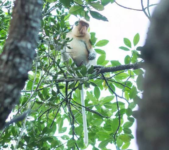 马代值得去的海岛,马来西亚免签去沙巴