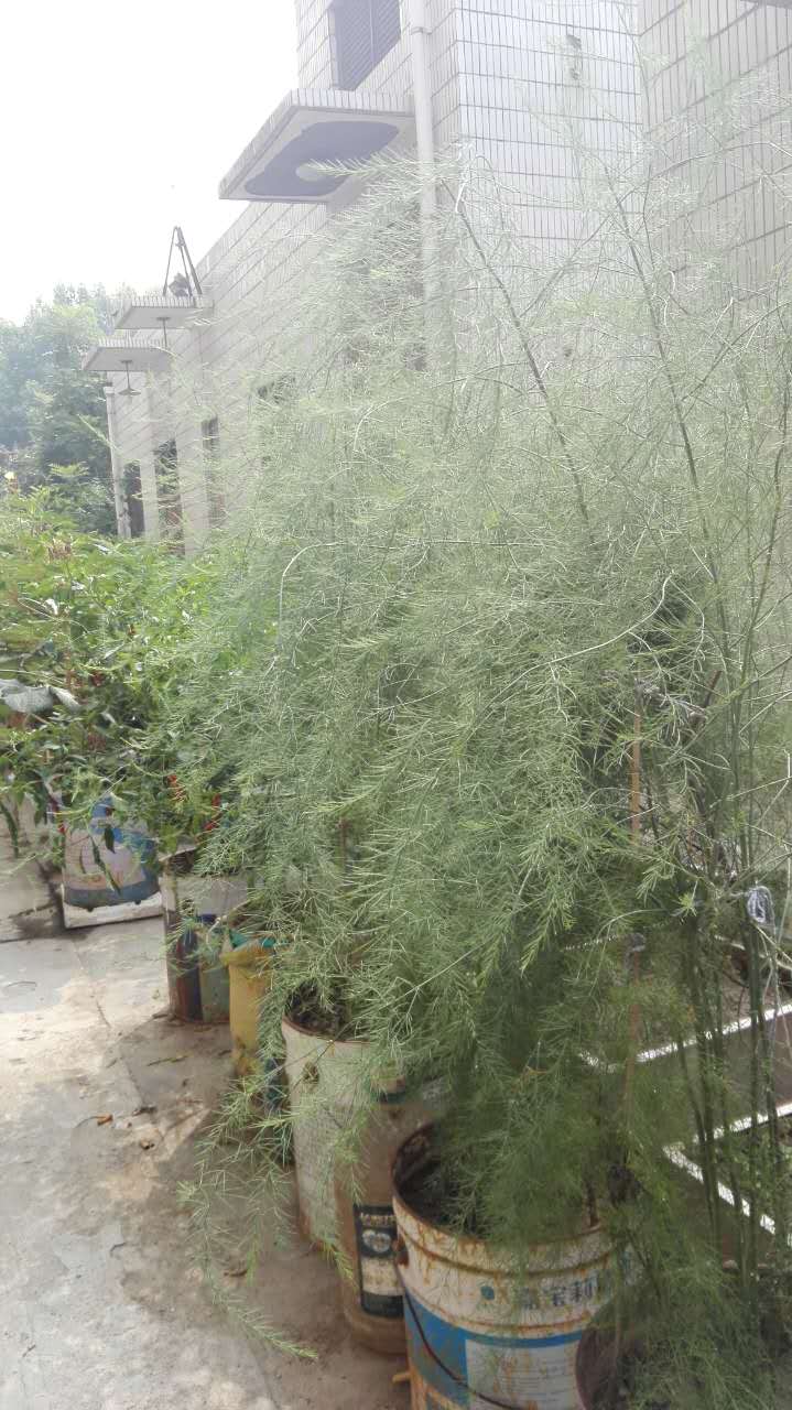 糖尿病人能够吃的蔬菜都有哪些呢,糖尿病患者能够吃什么蔬菜和水果