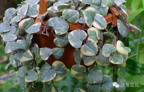 刚买回来的水培多肉怎么养,水培多肉和湿培多肉哪种好