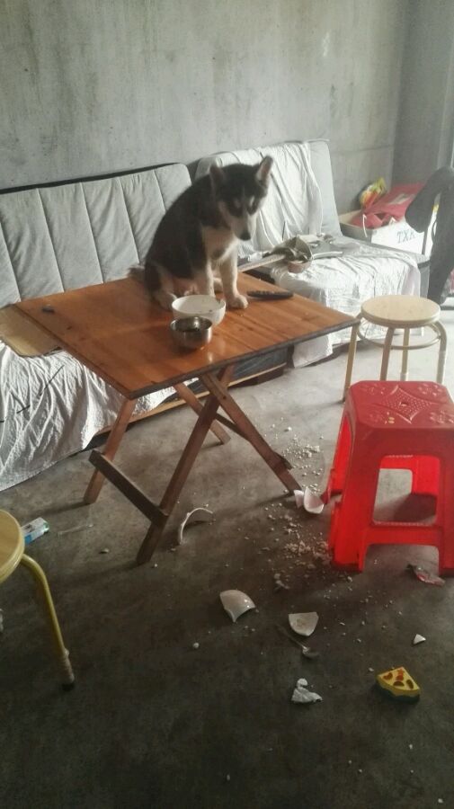 男孩在玩游戏时突然暴怒,男孩玩游戏大喊大叫家人没法睡觉