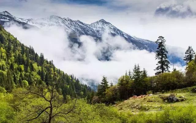 黑水彩林秘境,阿坝藏族羌族自治州黑水彩林