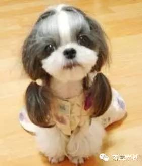 各种狗的身价排行榜,宠物狗什么狗最便宜还好看