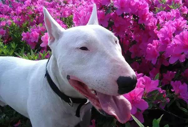 各种狗的身价排行榜,宠物狗什么狗最便宜还好看