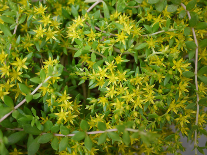 养肝的有一种草叫什么草,山上一种野草能治肝硬化叫什么草