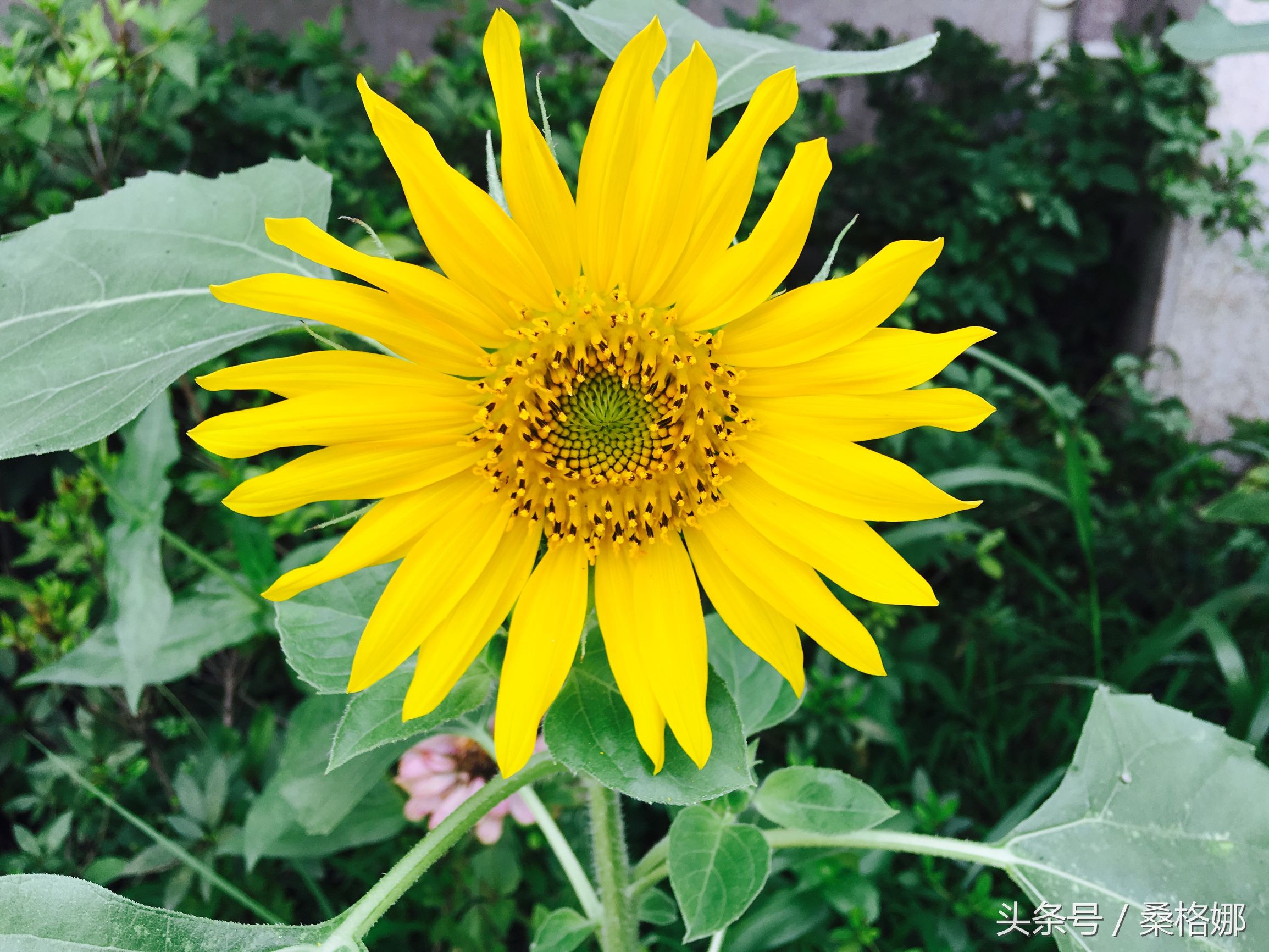 婚姻就像秋天的树叶,婚姻就像果园