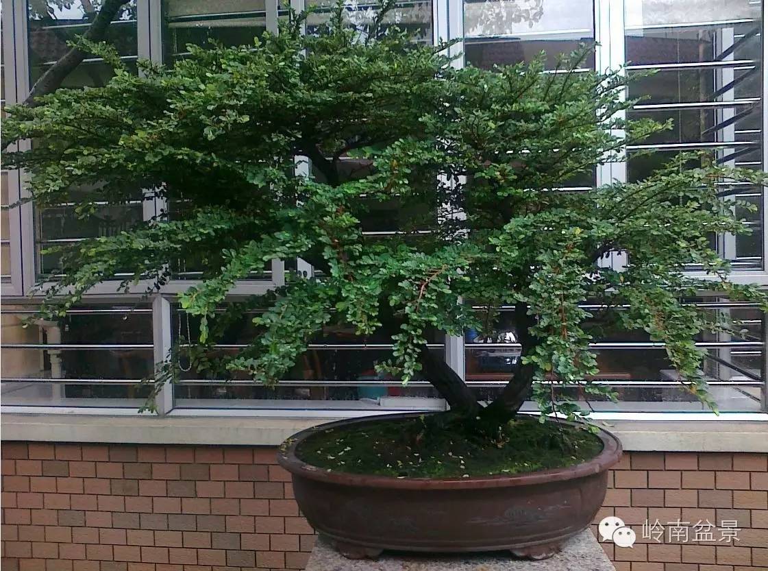 新手盆景入门视频,新手入手什么盆景