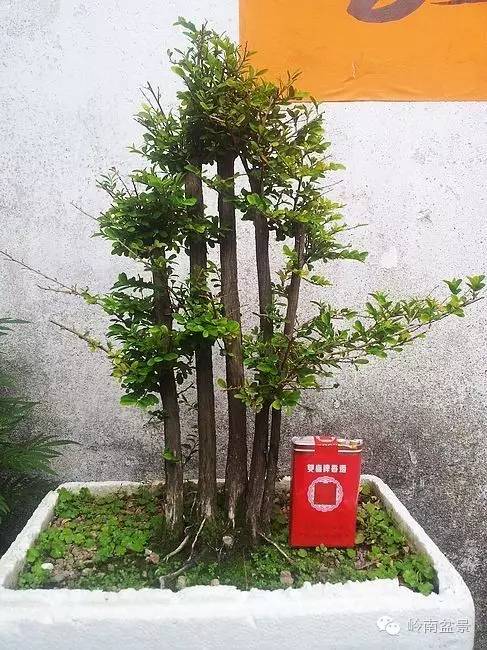 新手盆景入门视频,新手入手什么盆景