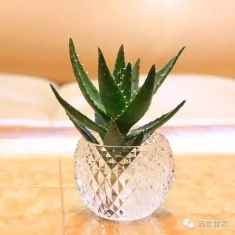 刚买回来的水培多肉怎么养,水培多肉和湿培多肉哪种好