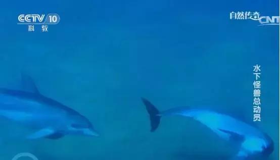 别再让孩子看《熊×》《×羊》了！看看CCTV-10吧