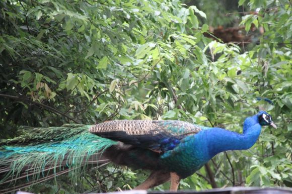 湘潭和平公园动物园星期天开放吗,湘潭市动物园的近况