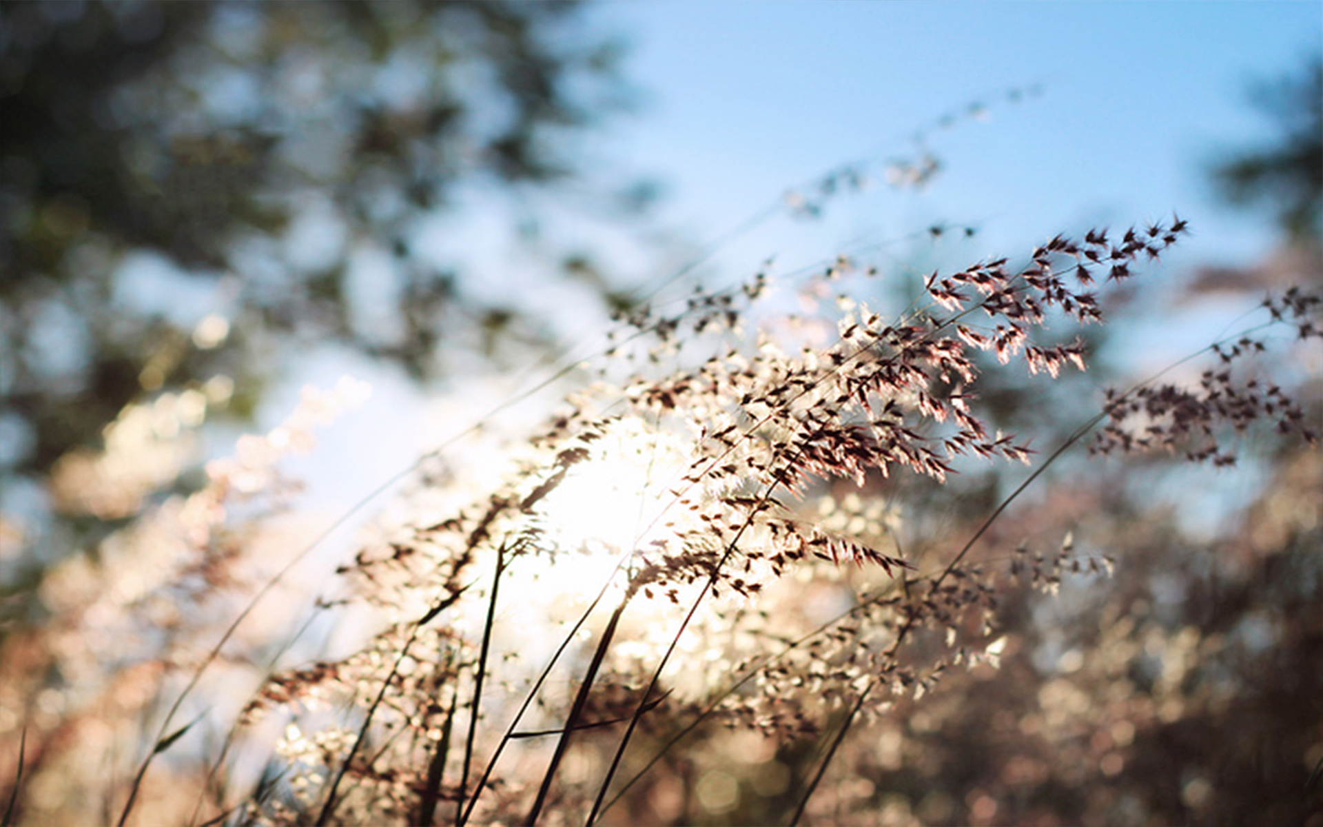 爱情语录倘若能够忘却我愿携爱而行