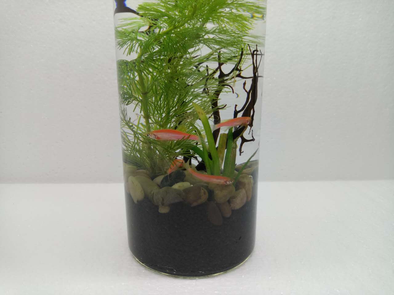 红斑马鱼品种大全图片,热带鱼新手入门推荐小鱼缸