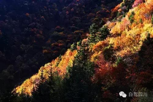 黑水彩林秘境,阿坝藏族羌族自治州黑水彩林