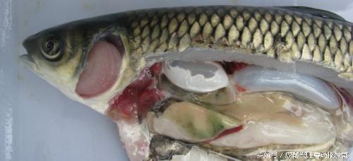 草鱼病毒性出血病死亡数量的变化,草鱼病毒性出血病用什么药好