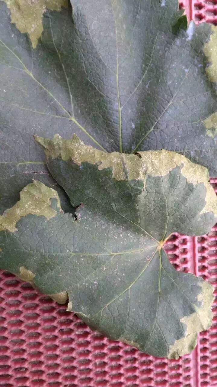 张宝印治什么病,葡萄青枯病最好的治疗方法