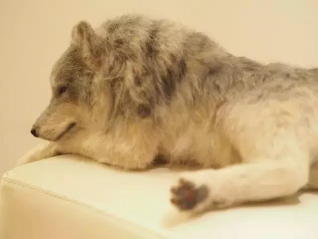 在座的各位你们输了,盘点你们到底输在了哪里