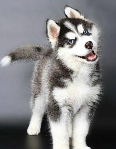 这只哈士奇看起来好优雅,看看这只哈士奇有多霸道