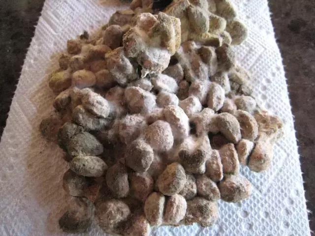 如何选正确狗狗粮,选好狗狗的六种技巧