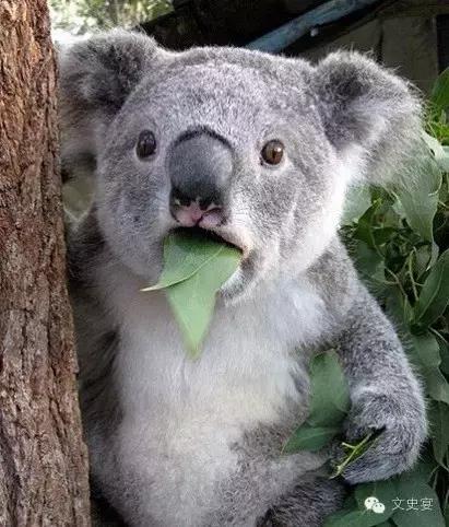 北宋的连环杀手，靠杀人杀成了一代名臣｜文史宴