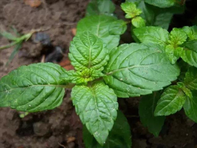 客家人萝卜粄还有什么粄,梅州客家特产甜粄萝卜粄